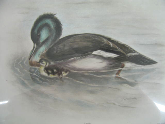 Appraisal: Early Colored Lithograph of Mallards