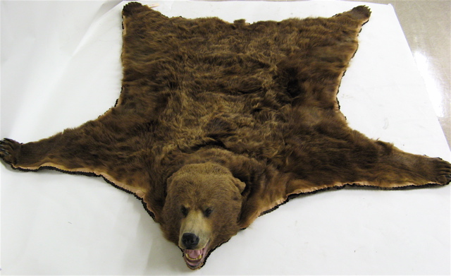 Appraisal: ALASKAN BROWN BEAR SKIN RUG the head with open mouth