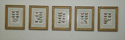 Appraisal: Five Framed Butterfly Prints