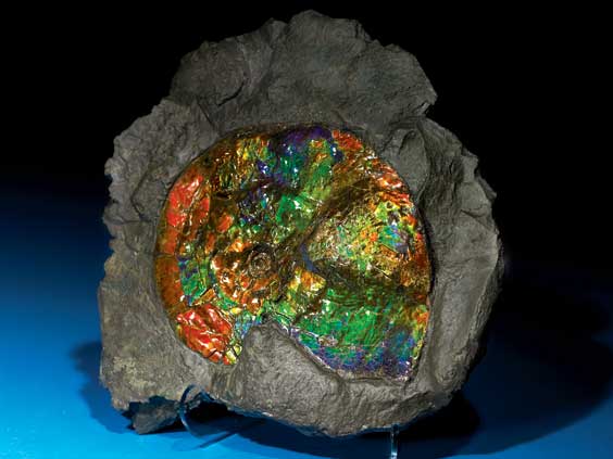 Appraisal: A BRIGHT OPALESCENT AMMONITE IN MATRIX Placenticeras Meeki Cretaceous Bearpaw