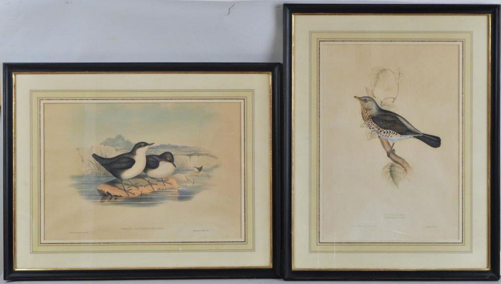 Appraisal: Pair John Gould Ornithological Lithographs English - Cinclus Leucogaster and