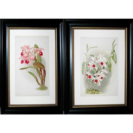 Appraisal: Joseph Mansell ORCHID STUDIES Two chromolithographs Estimate -