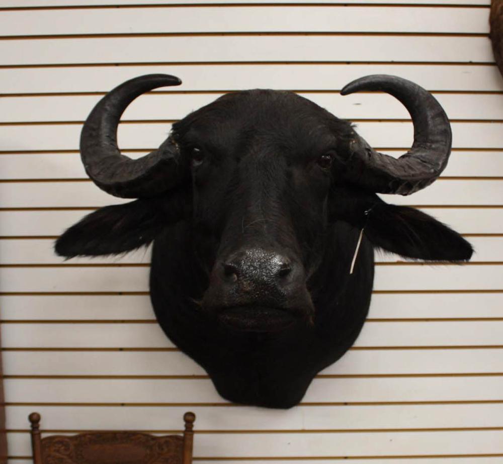 Appraisal: BLACK WATER BUFFALO TAXIDERMY MOUNT head shoulder mount bull with