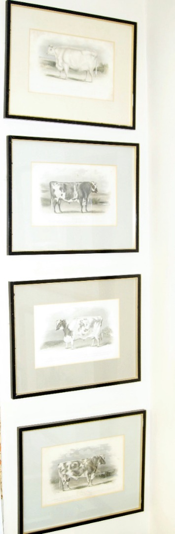 Appraisal: After William Henry Davis Study of prize cattle set of