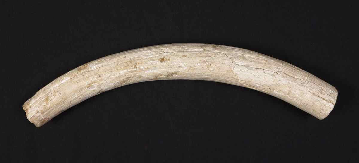 Appraisal: MASTODON IVORY TUSK A partial section of a mastodon tusk