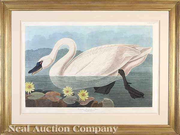 Appraisal: John James Audubon American - Common American Swan Plate hand-colored