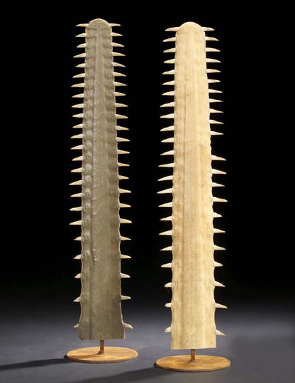 Appraisal: Sawfish Rostrum Specimen genus Pristis mounted on a circular oxidized