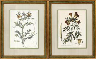 Appraisal: AFTER NICOLAS ROBERT BOTANICAL PRINTS TWO AFTER NICOLAS ROBERT BOTANICAL