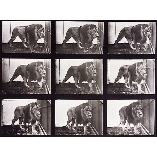 Appraisal: Eadweard Muybridge British American - Animal Locomotion plates eleven collotypes