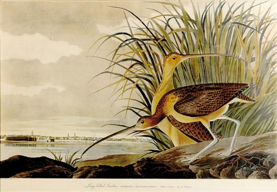 Appraisal: John James Audubon after New York - LONG BILLED CURLEW