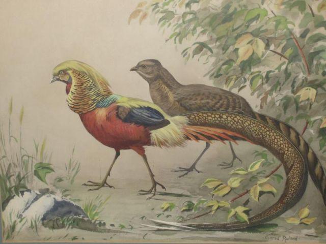 Appraisal: ROLAND Conrad Watercolor of Two Pheasants Signed lower right Conrad