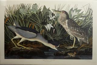 Appraisal: John James Audubon - Night Heron or Qua Bird No