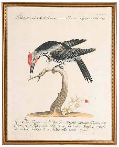 Appraisal: Giuseppe Vanni Italian th Century th Century Ornithological Watercolor Watercolor