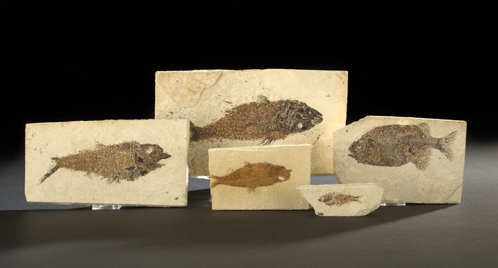 Appraisal: Five Fossil Fish each in a shale fragment in situ