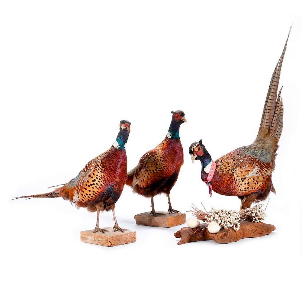 Appraisal: Three St Francis Yacht Club taxidermy pheasants Three taxidermy pheasants