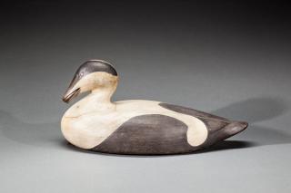 Appraisal: Eider Drake with Mussel Mark S McNair b Craddockville VA