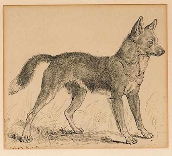 Appraisal: EARNEST THOMPSON SETON BRITISH - PORTRAIT OF A FOX pen