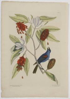 Appraisal: Mark Catesby British - The Blew Grosbeak T from The