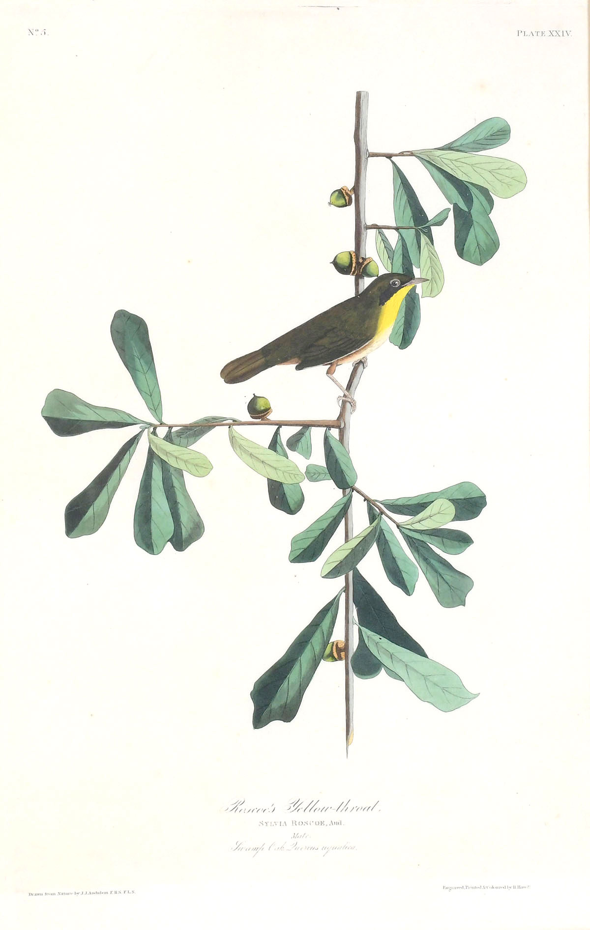 Appraisal: ORIGINAL AUDUBON ENGRAVING ELEPHANT FOLIO ''Roscoe's Yellow Throat'' Plate XXIV