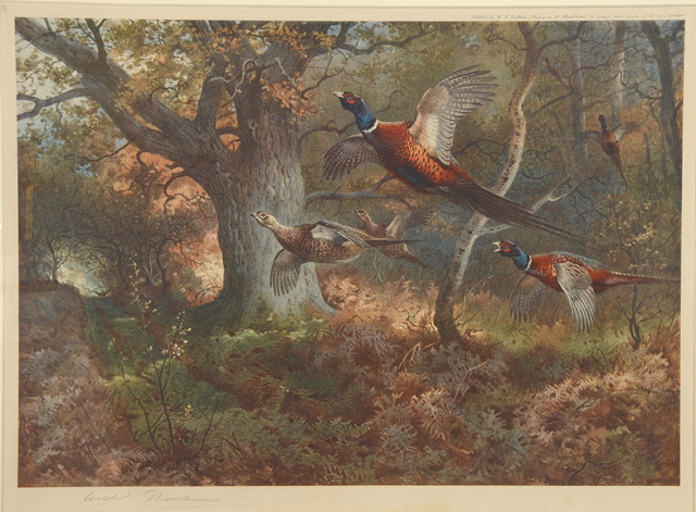 Appraisal: ARCHIBALD THORBURN - - Pheasants flying through a woodland coloured