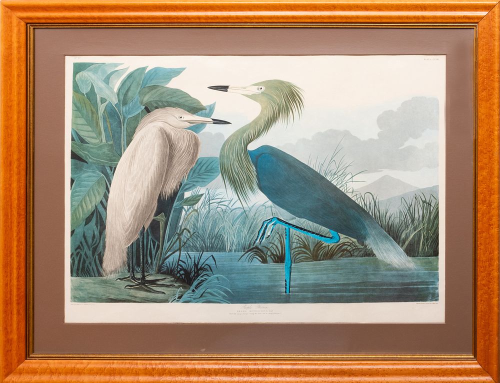 Appraisal: After John James Audubon - Purple Heron Photomechanical reproduction on