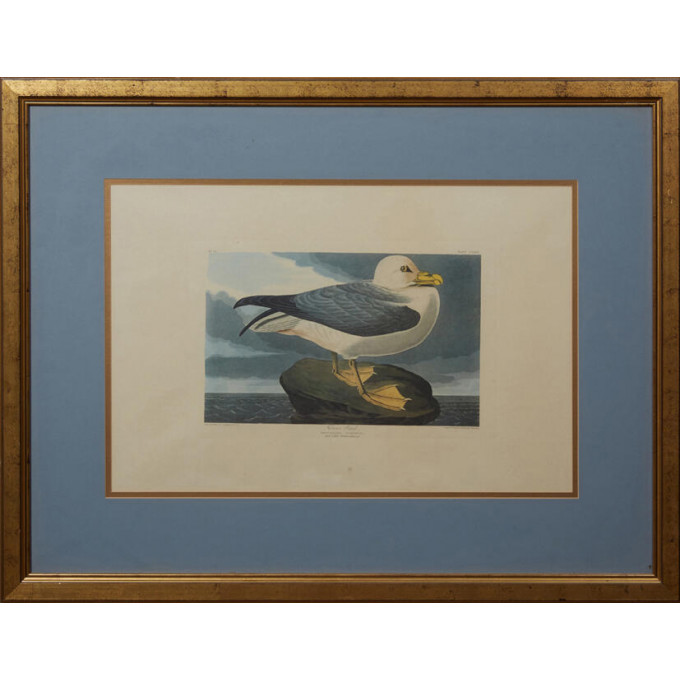 Appraisal: John James Audubon - Fulmar Petrel No Plate Amsterdam edition