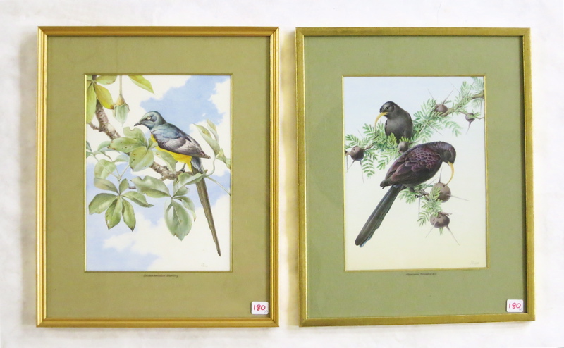 Appraisal: RENA FENNESSY TWO WATERCOLORS ON PAPER British th century Ornithological