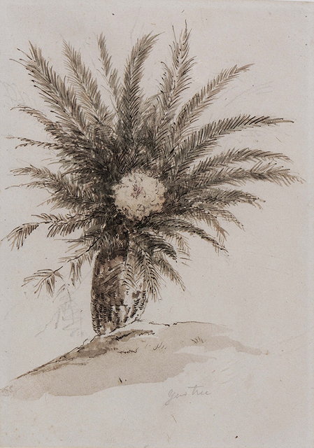 Appraisal: DR THOMAS BOSWALL WATSON - Study of a palm tree