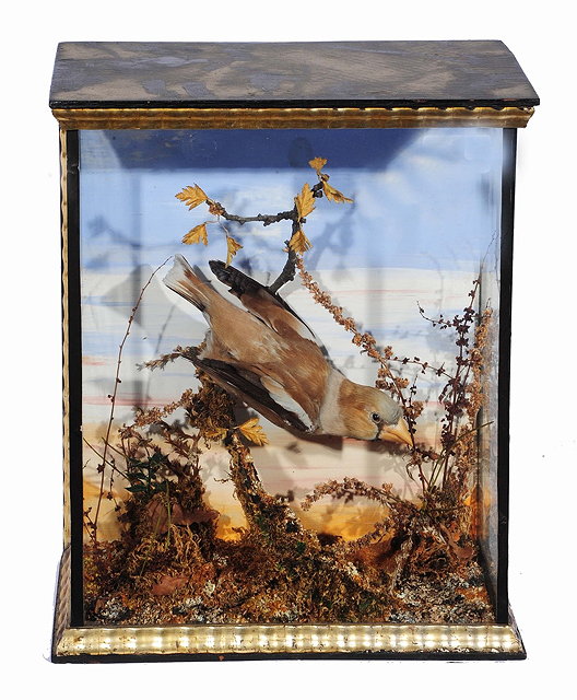 Appraisal: Taxidermy -Hawfinch perched upon a mossy branch with grasses the