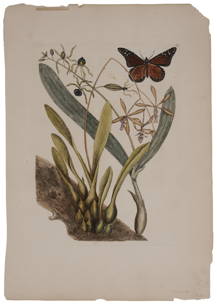 Appraisal: Mark Catesby British - Monarch Butterfly with Bahaman Orchid and