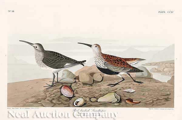 Appraisal: John James Audubon American - Red-backed Sandpiper Plate CCXC from