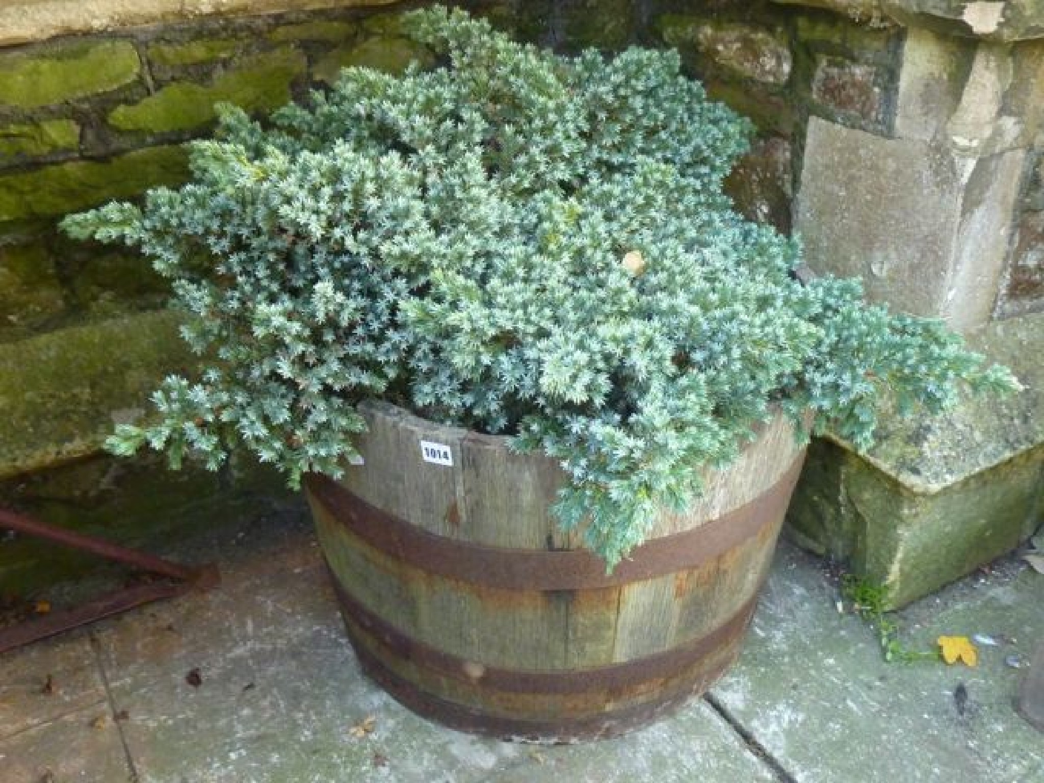 Appraisal: A coopered oak half barrel planted