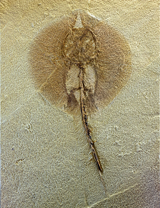 Appraisal: A RARE FOSSIL STINGRAY Heliobatis sp Eocene Green River Formation