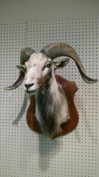 Appraisal: A mountain goat trophy mount