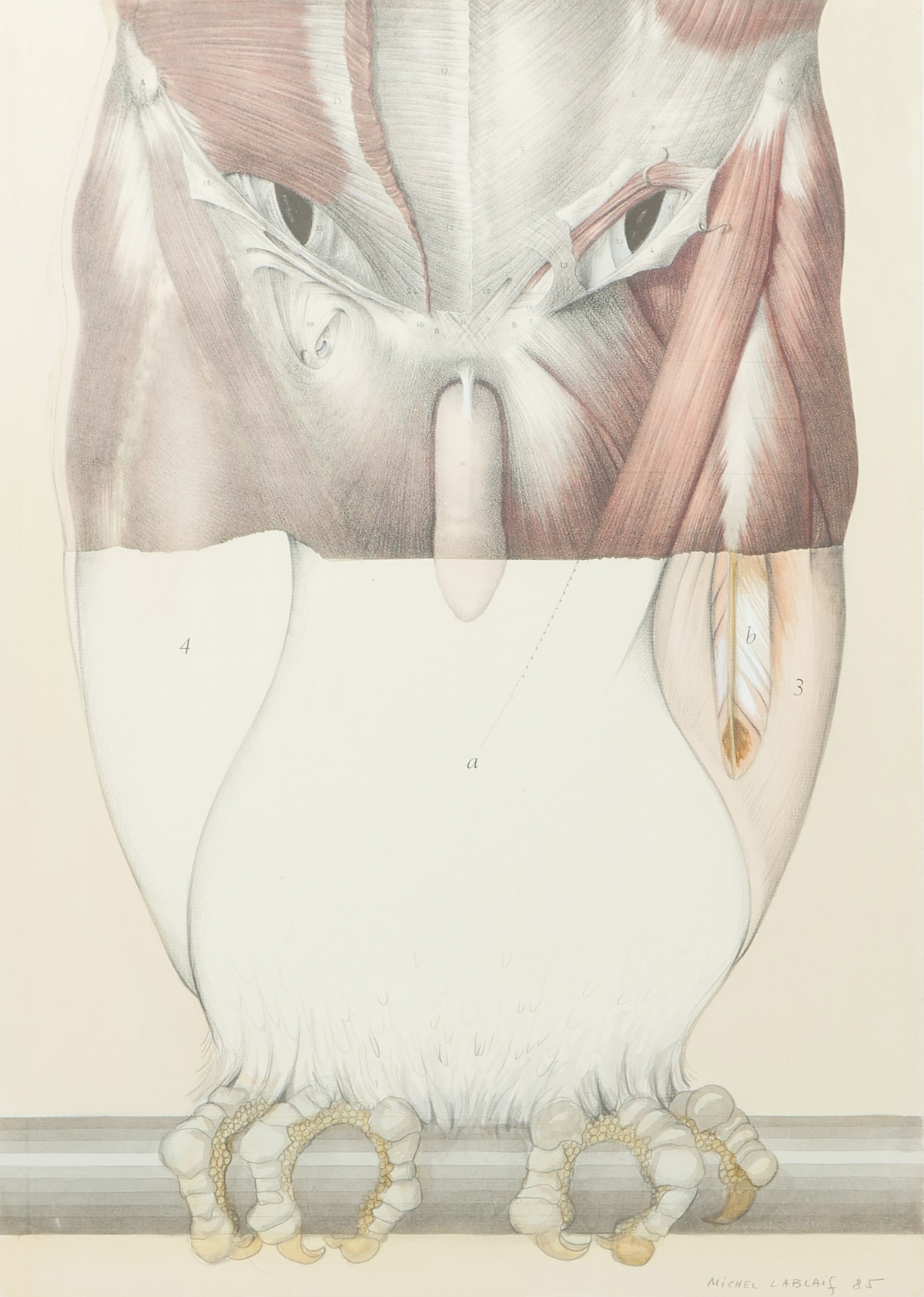 Appraisal: LABLAIS Michel French - Anatomical Erotic Owl Graphite Watercolor sight