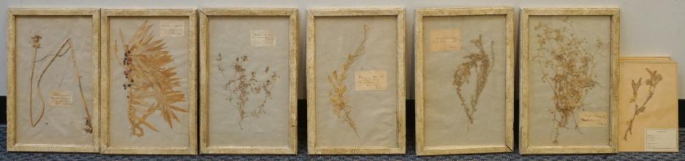 Appraisal: Collection of Ten Assorted Framed French Flower Pressings Larger x