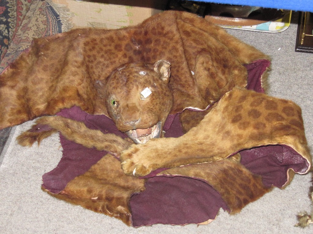 Appraisal: Animal skin rug