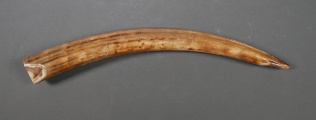 Appraisal: Fossilized walrus ivory tusk with variegated shades Could be used