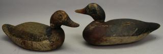 Appraisal: Carved Painted Duck Decoys Swiveled Necks Carved Painted Duck Decoys