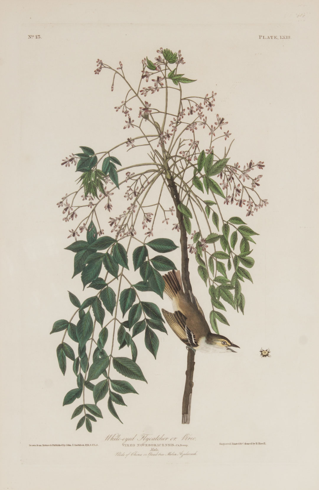 Appraisal: Audubon White-eyed Flycatcher engraving John James Audubon American - White-eyed