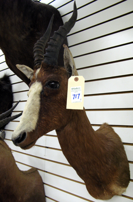 Appraisal: TWO AFRICAN ANTELOPE TROPHY MOUNTS Blesbok or Blesbuck Damaliscus dorcas