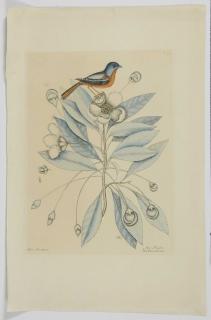 Appraisal: Mark Catesby British - Painted Finch with Loblolly Bay T