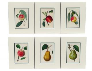 Appraisal: JOHN LINDLEY English - Group of six hand colored engravings