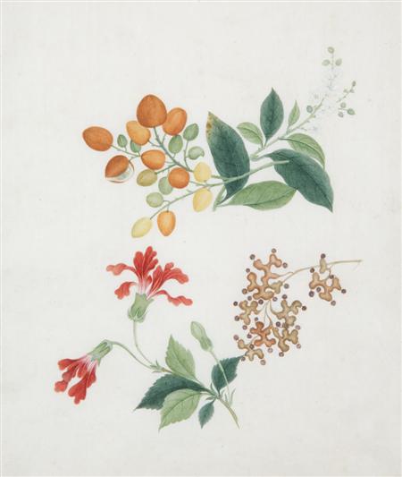 Appraisal: CANTONESE SCHOOL C HIBISCUS AND LYCHEES Watercolour and bodycolour cm