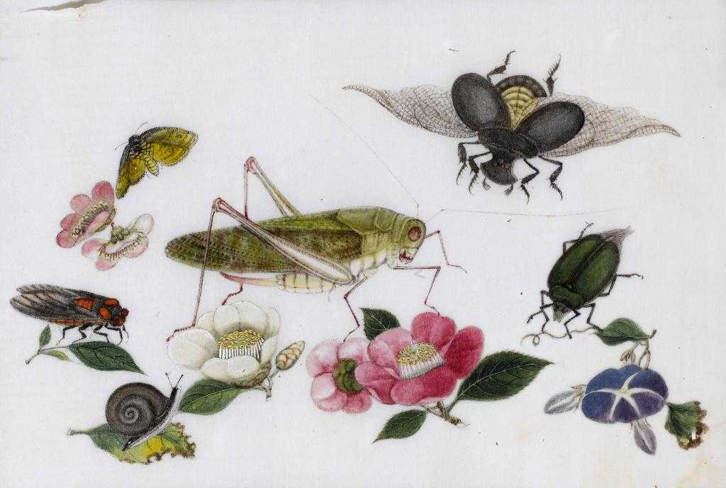 Appraisal: CHINESE SCHOOL TH CENTURY INSECTS AND FLOWERS eight gouache on