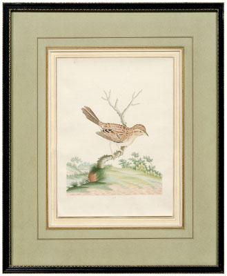 Appraisal: Rare John Abbot watercolor British Georgia - Summer Sparrow or