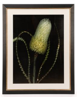 Appraisal: Barry Taratoot Untitled Horsetail Photograph Barry Taratoot American active Georgia