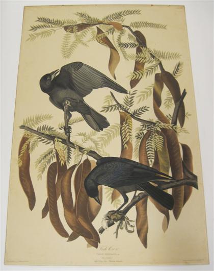 Appraisal: piece Hand-Colored Engraving with Aquatint and Etching Audubon John James