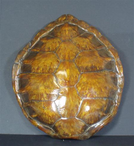 Appraisal: An early th century Hawksbill turtle shell with the scutes