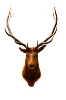 Appraisal: Large Elk Taxidermy Trophy Mount x Rack A large taxidermy